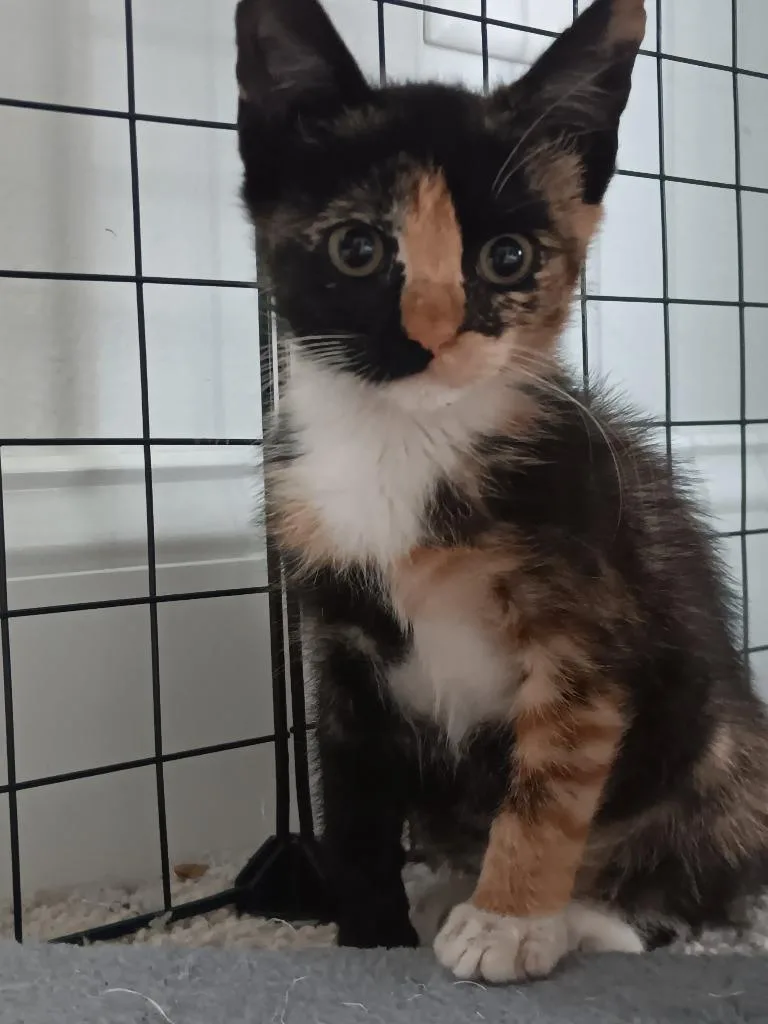A baby small-sized female Domestic Short Hair cat named Halley for adoption in Darien, GA
