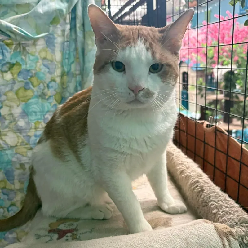 Dexter