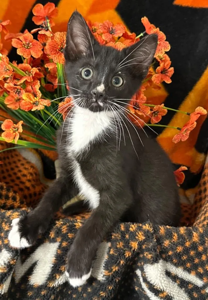 A baby small-sized male Domestic Short Hair cat named Kollin for adoption in Stillwater, OK