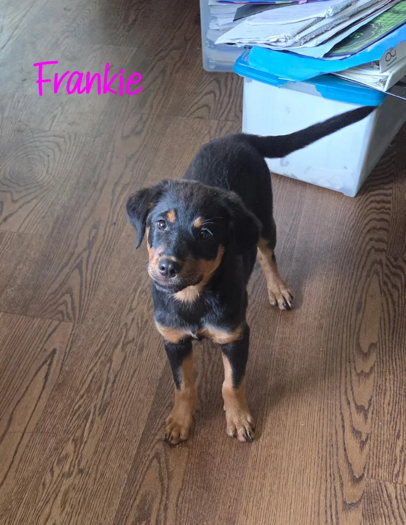 Frankie