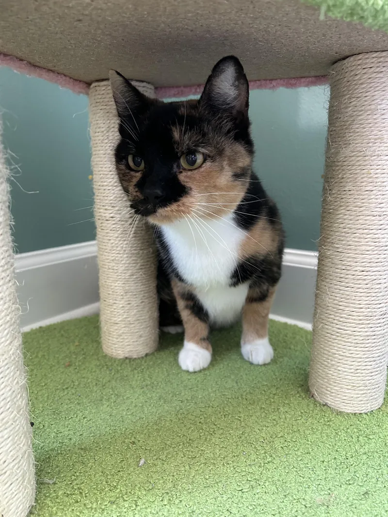An adult medium-sized female Calico cat named Darcie for adoption in Columbia, SC