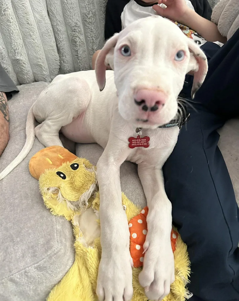 Queso