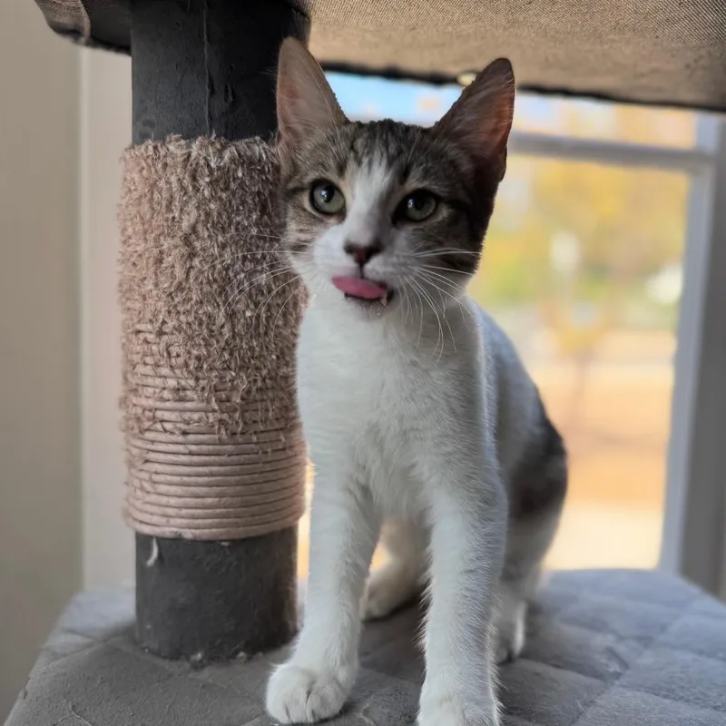 A baby small-sized female White Domestic Short Hair cat named Parmesan for adoption in Hemet, CA