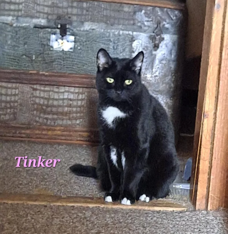 An adult medium-sized female Domestic Short Hair cat named Tinker for adoption in Brainardsville, NY