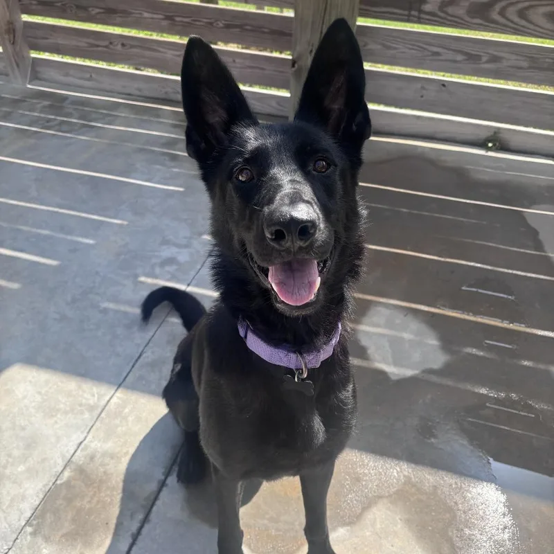 An adult medium-sized female Black German Shepherd Dog dog named Foxy for adoption in Freeport, FL