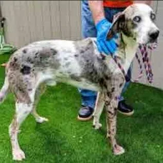 A young medium-sized male Great Dane dog named Big Boy for adoption in Fairfax, VA