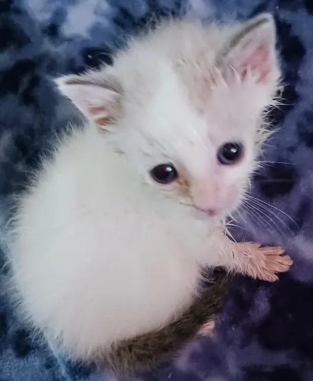 Boo Bear thumbnail 2