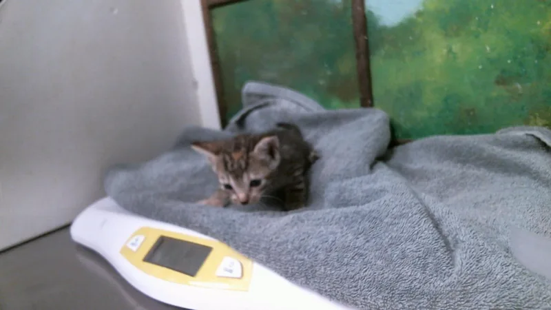 A baby small-sized female Domestic Short Hair cat named Natalie for adoption in Houston, TX