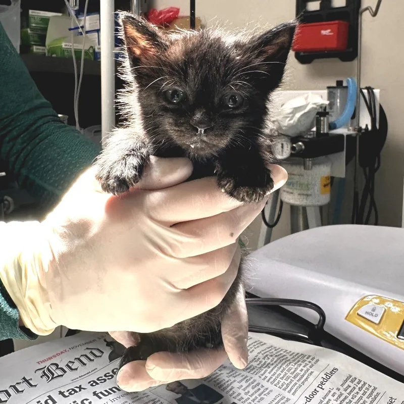 A baby small-sized female Black Domestic Short Hair cat named Licorice for adoption in Houston, TX