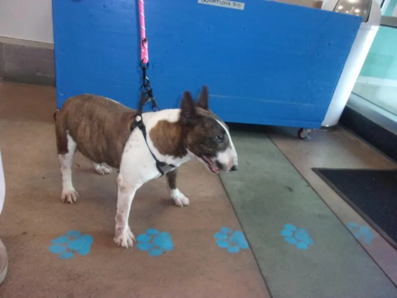 An adult medium-sized female Bull Terrier dog named Coco for adoption in Van Nuys, CA