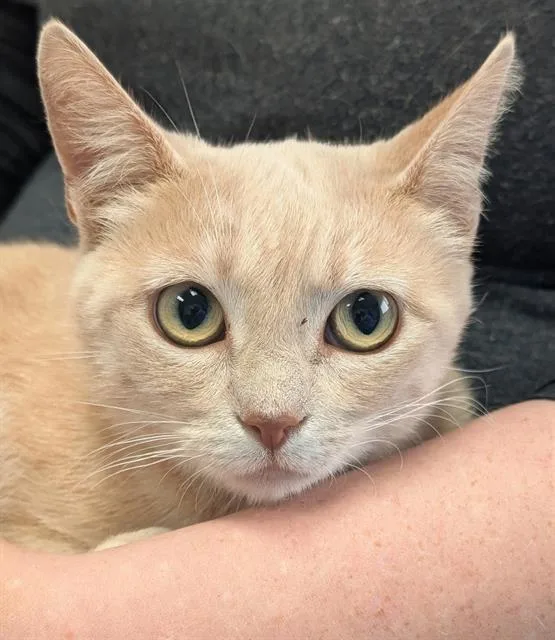 A young medium-sized female Domestic Short Hair cat named Buffy for adoption in Canfield, OH