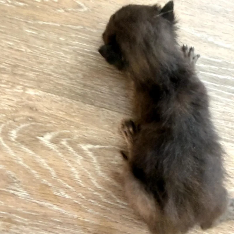 A baby small-sized male Black Domestic Short Hair cat named Opie for adoption in Evensville, TN
