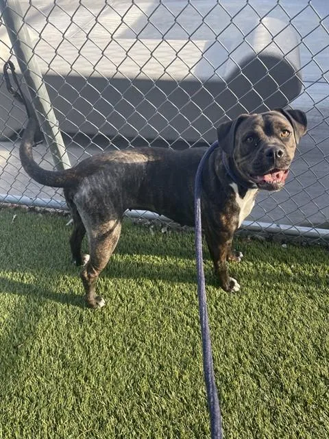 A young large-sized female Pit Bull Terrier dog named A for adoption in Gardena, CA