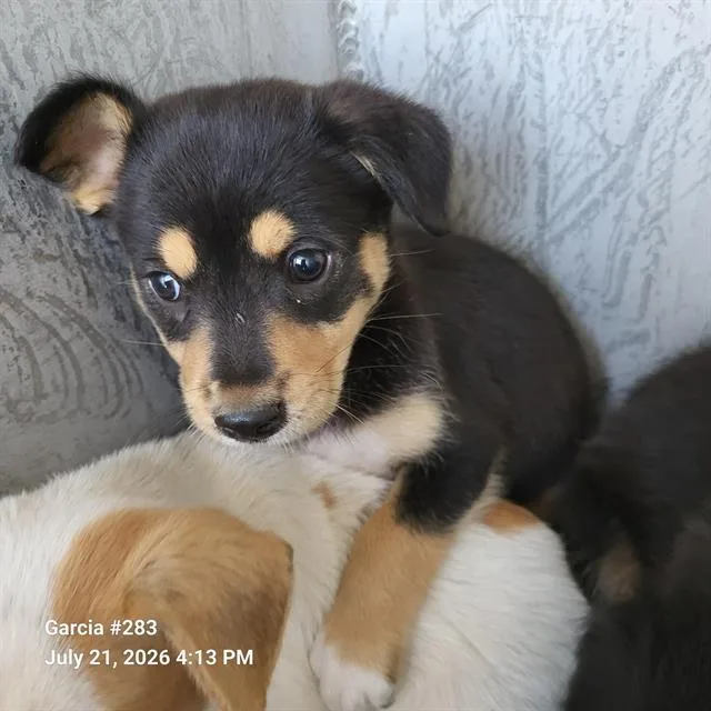 A baby small-sized female Terrier dog named Brandie for adoption in San Antonio, TX