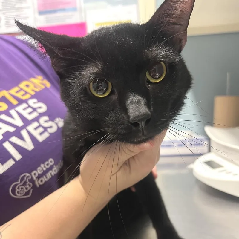 An adult medium-sized male Black Domestic Short Hair cat named Blackberry for adoption in Chattanooga, TN