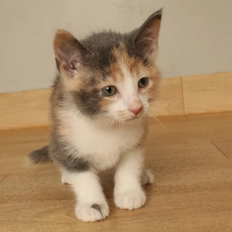 A baby small-sized female Calico Domestic Short Hair cat named Plum C for adoption in Minnetonka, MN