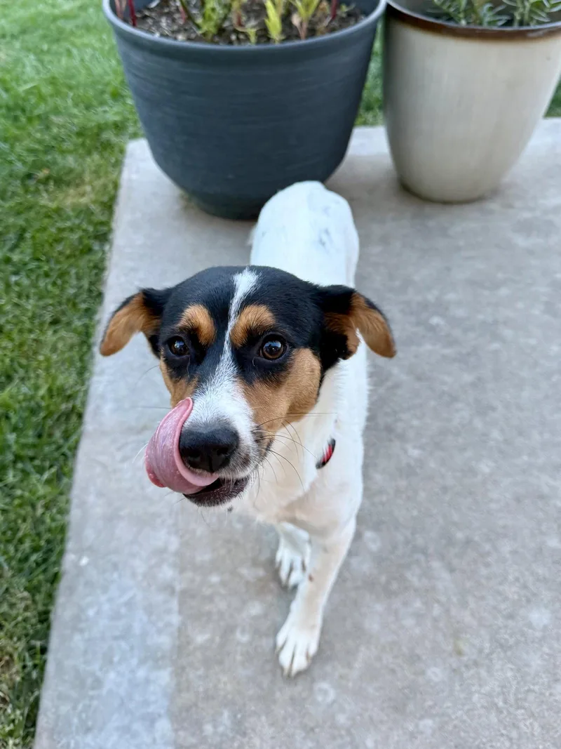 An adult medium-sized female Terrier dog named Suki for adoption in St. Louis, MO
