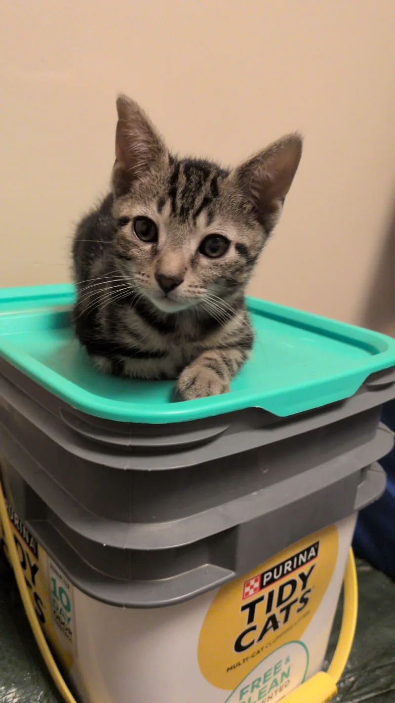 A baby medium-sized male Tabby (Gray / Blue / Silver) Domestic Short Hair cat named Bones for adoption in Philadelphia, PA