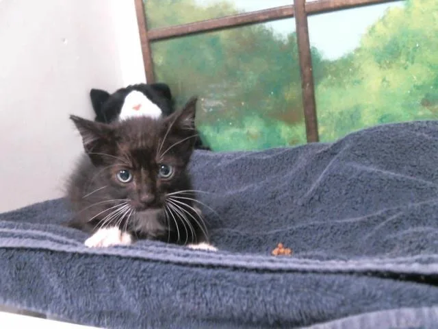 A baby small-sized male Domestic Short Hair cat named Sprout for adoption in Houston, TX