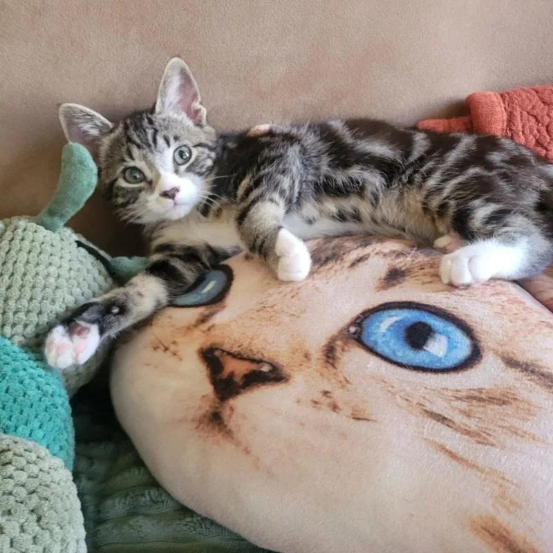 A baby small-sized male Brown / Chocolate Domestic Short Hair cat named Sleeper for adoption in Westminster, CA