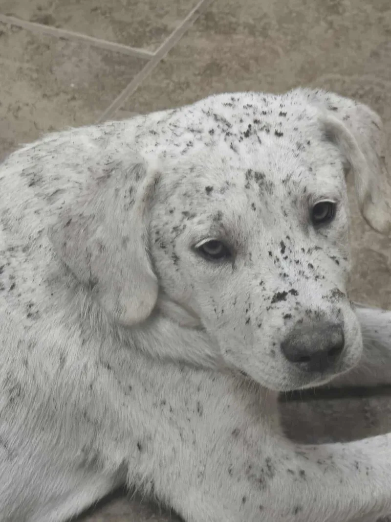 Marshall thumbnail 4