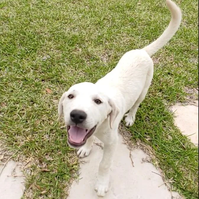 A baby medium-sized male White / Cream Labrador Retriever dog named Marshall for adoption in Seguin, TX