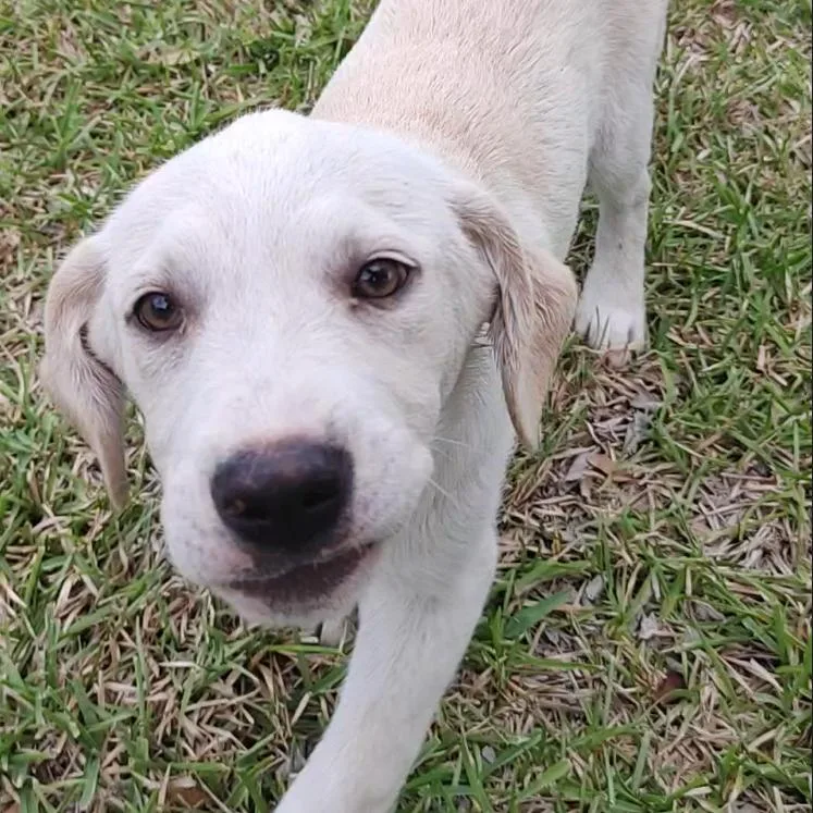 Marshall thumbnail 5