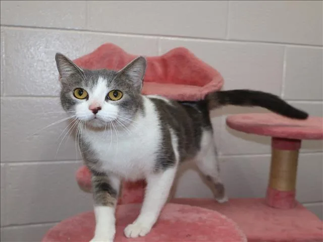A young medium-sized female Domestic Short Hair cat named Selina for adoption in Appling, GA