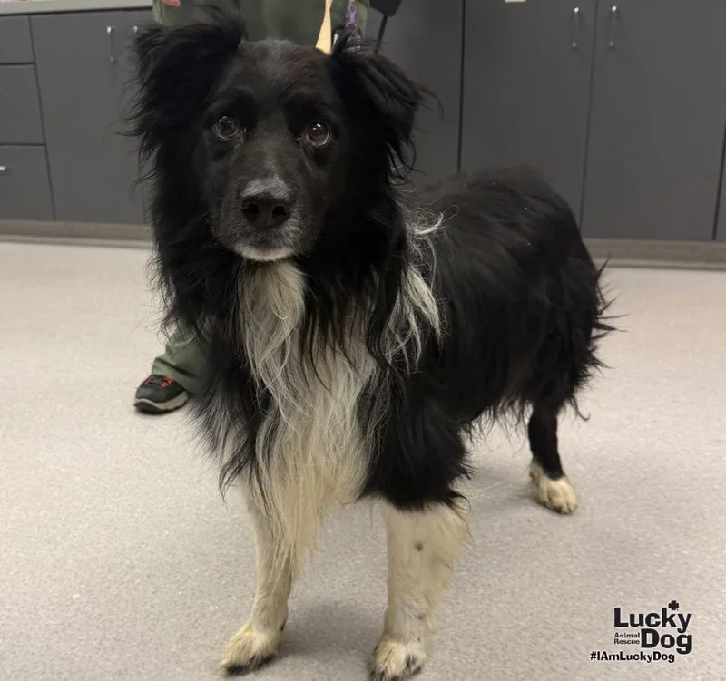 An adult medium-sized male Border Collie dog named Cypress for adoption in Washington, DC