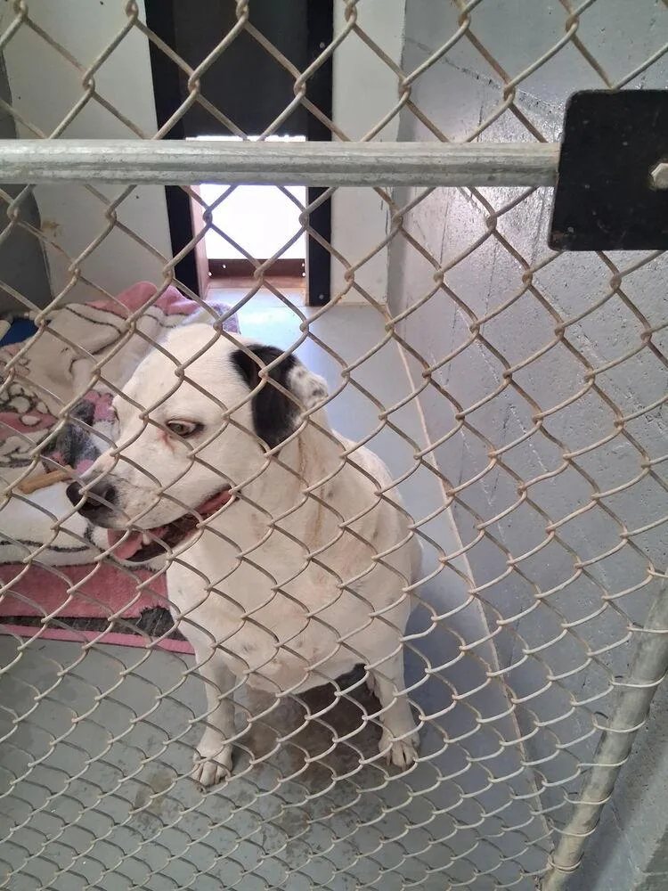 An adult large-sized male Pit Bull Terrier dog named Tucker for adoption in Mountainair, NM