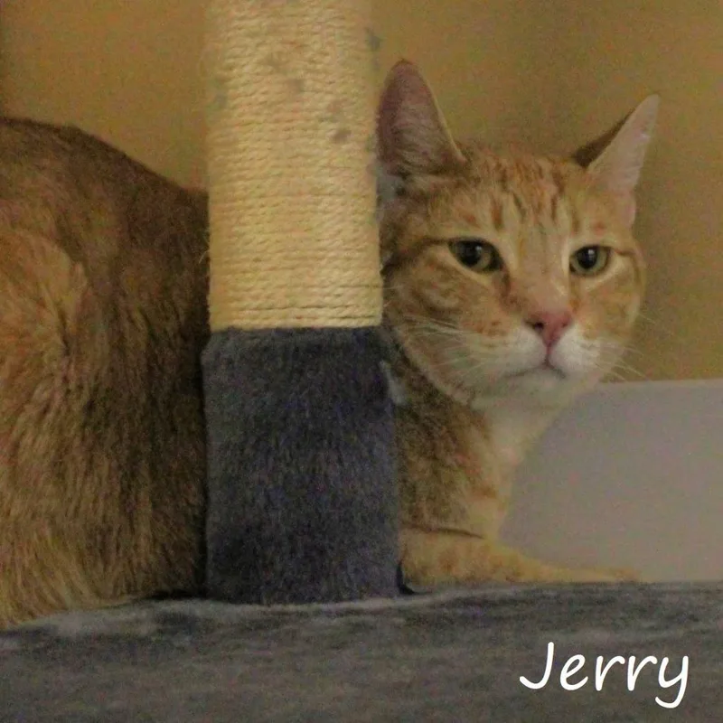 An adult small-sized male Orange / Red American Shorthair cat named Jerry for adoption in Yucaipa, CA