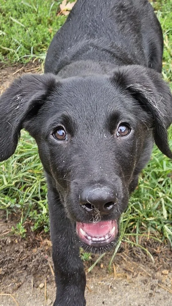 A baby medium-sized male Labrador Retriever dog named Blake for adoption in Peoria, IL