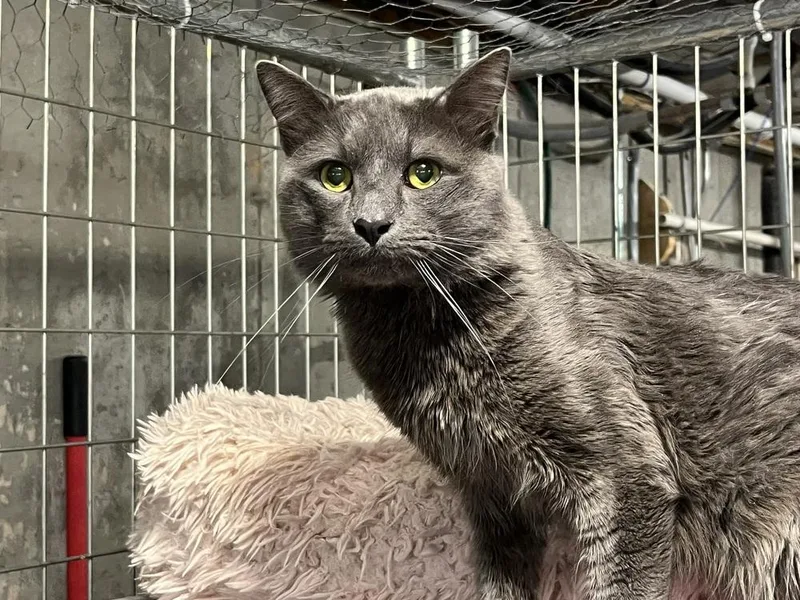 An adult large-sized male Gray / Blue / Silver Domestic Short Hair cat named Rocky for adoption in Bolton, CT