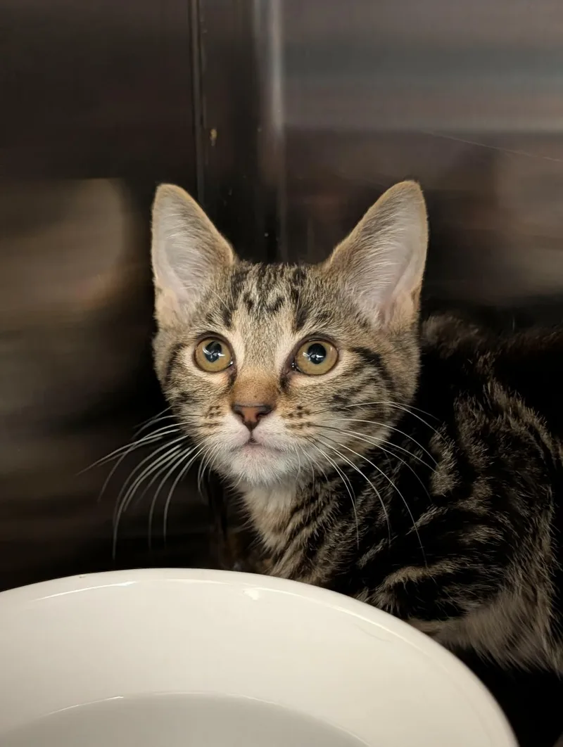 A baby medium-sized female Tabby (Brown / Chocolate) Domestic Short Hair cat named Crisco for adoption in Chambersburg, PA