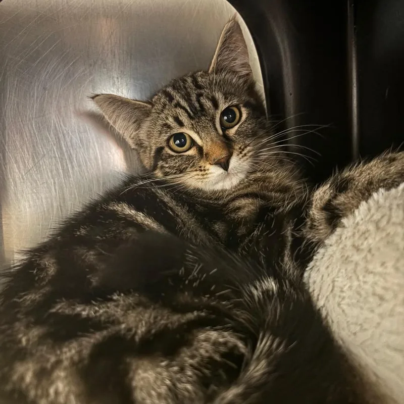 A baby small-sized female Gray / Blue / Silver Domestic Short Hair cat named Jolene for adoption in Spokane, WA