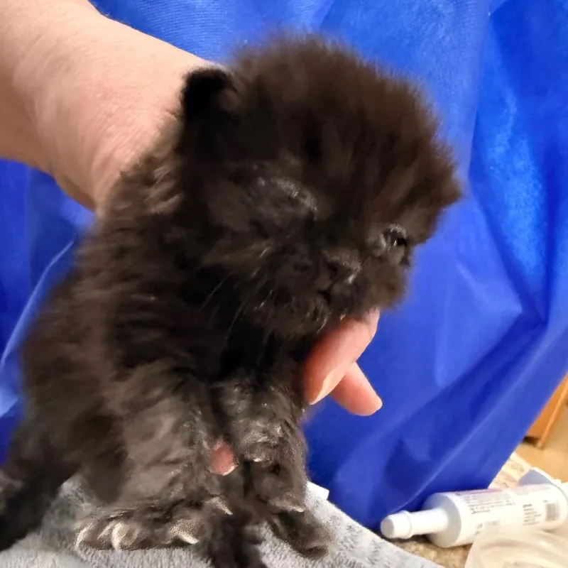 A baby small-sized female Black Domestic Medium Hair cat named Thalyssra for adoption in East Smithfield , PA