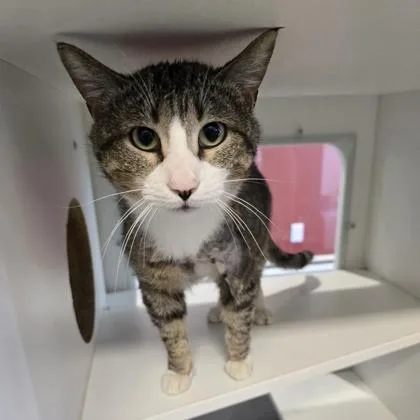 A young medium-sized male Domestic Short Hair cat named Addie for adoption in Janesville, WI