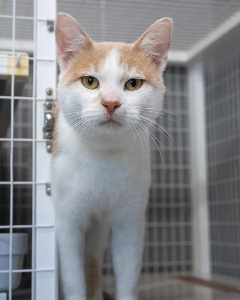 A young medium-sized male Domestic Short Hair cat named Hugo for adoption in Boone, IA