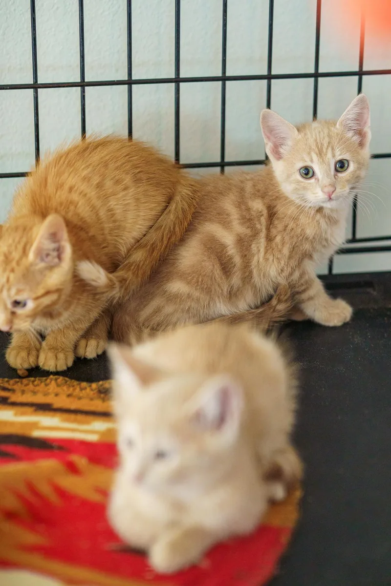 A baby medium-sized male Orange / Red Tabby cat named Kevin Jimmy for adoption in LAMPASAS, TX