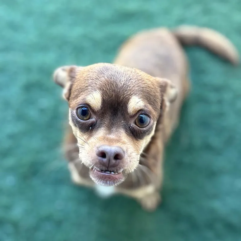 An adult small-sized male Brown / Chocolate Chihuahua dog named Pugnacious for adoption in San Pablo, CA