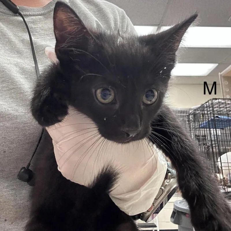 A baby small-sized male Black Domestic Short Hair cat named Dice for adoption in Bastrop, TX