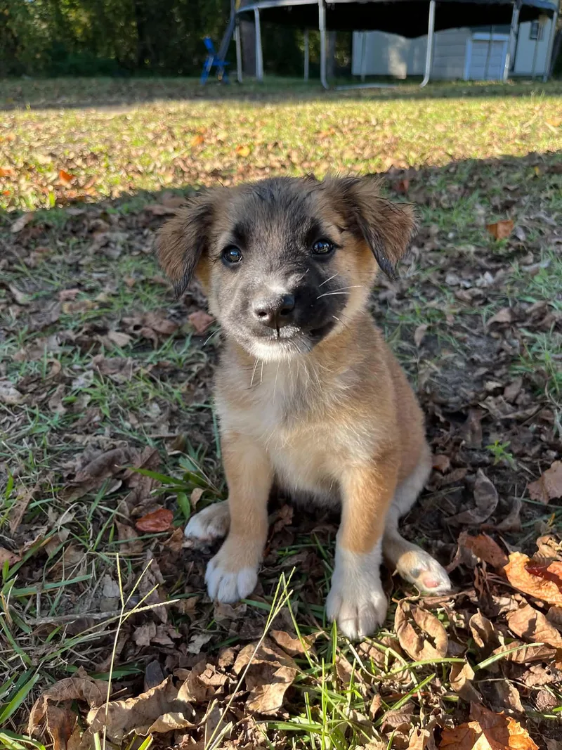 A baby medium-sized male Sable German Shepherd Dog named Bax for adoption in Wilmington, NC