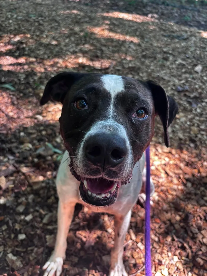 An adult medium-sized female White / Cream Pointer dog named Reecy for adoption in Manassas, VA