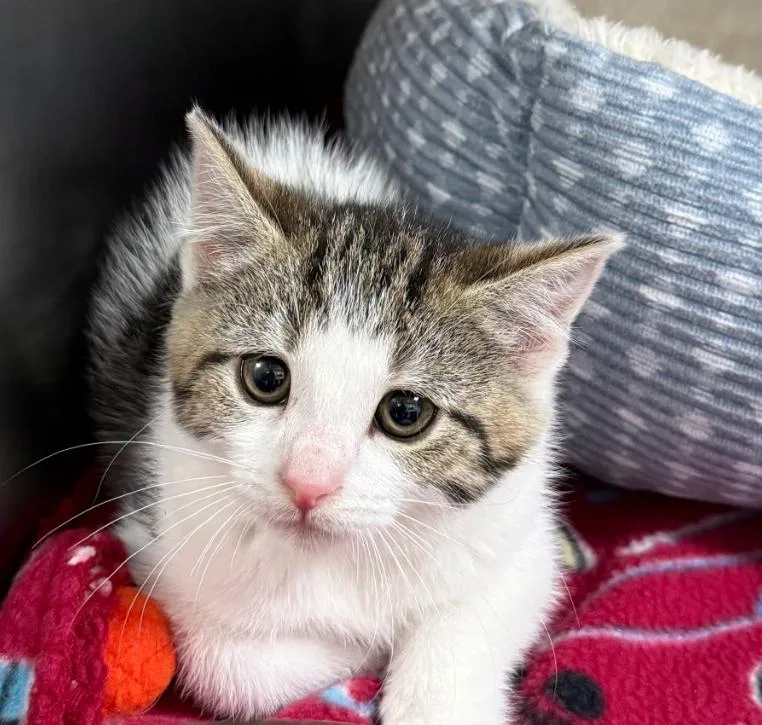 A baby medium-sized female Tabby (Brown / Chocolate) Domestic Short Hair cat named Jennifer Aniston for adoption in Hornell, NY