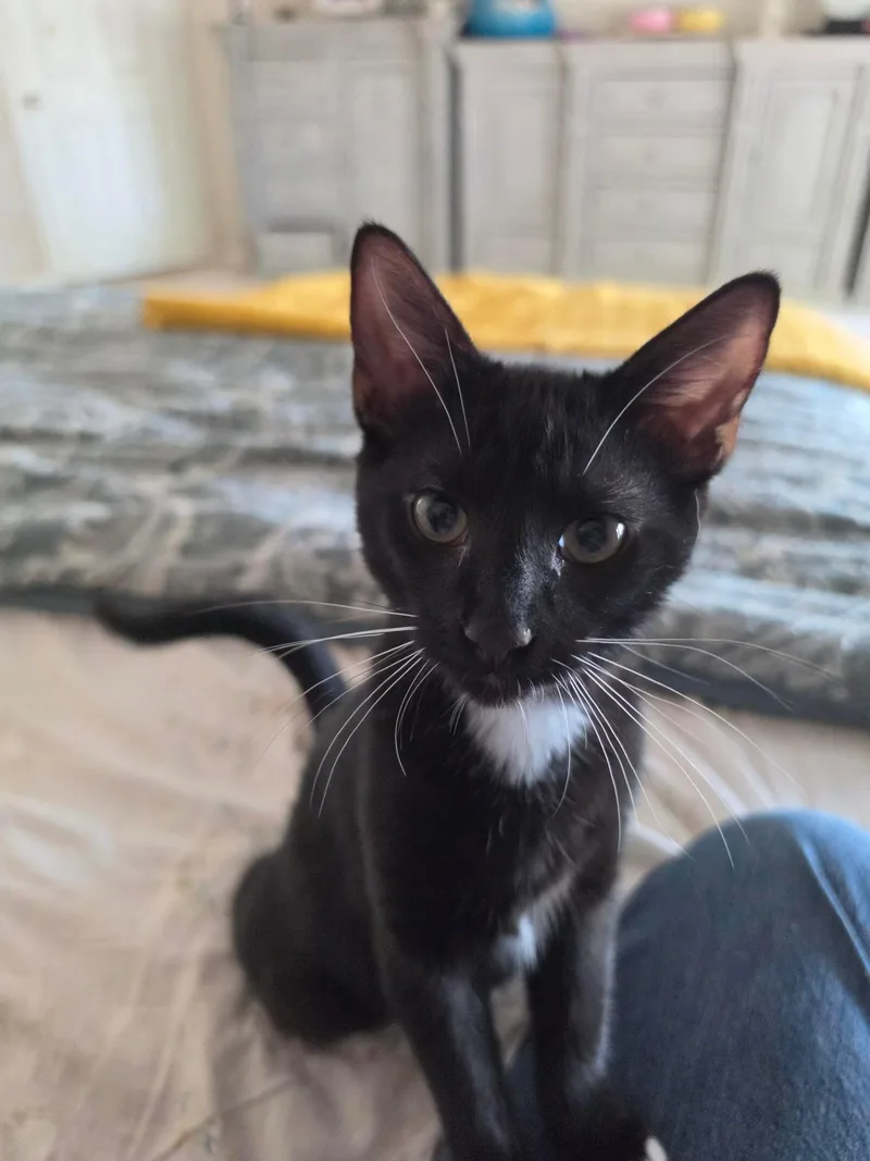A young medium-sized male Domestic Short Hair cat named Sugarfoot for adoption in Mansfield, TX