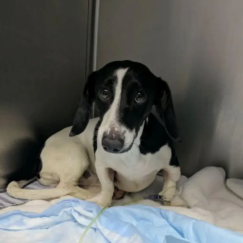 An adult small-sized male White / Cream Dachshund dog named Snoopy for adoption in League City, TX