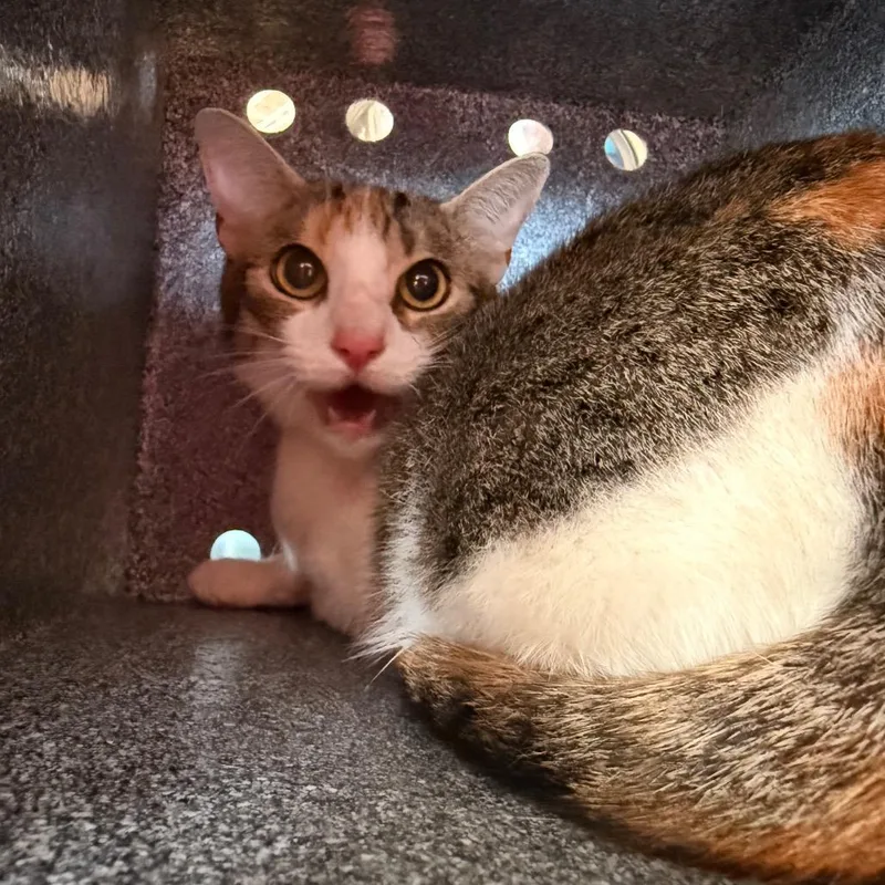 A young medium-sized female Torbie Domestic Short Hair cat named Tina for adoption in Birmingham, AL