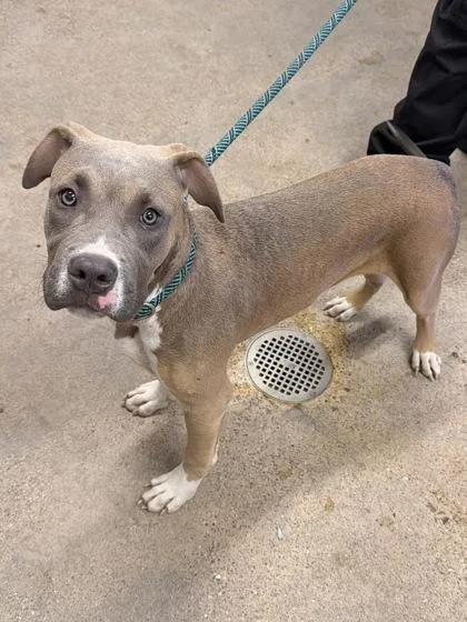 A baby medium-sized male Brown / Chocolate Pit Bull Terrier dog named Paddy for adoption in Cleveland, OH