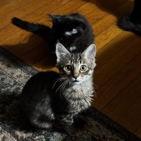 A baby small-sized female Tabby (Brown / Chocolate) Domestic Medium Hair cat named Princess Bubblegum for adoption in Richmond, VA