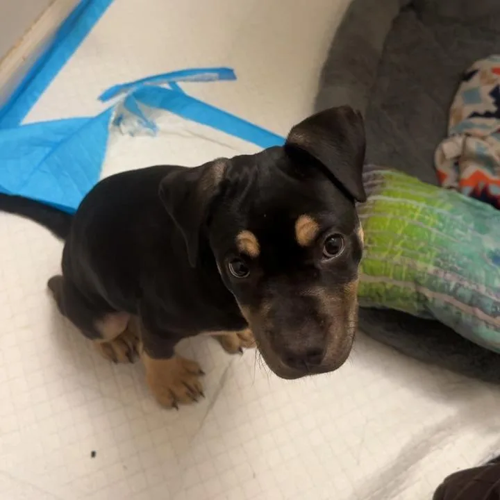 A baby small-sized female Black Mixed Breed dog named StrayPembrookCourt for adoption in Columbus, GA